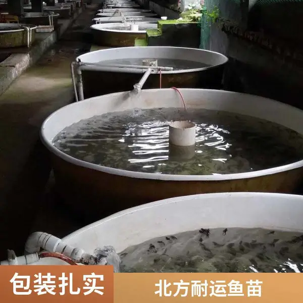 山西大同朔州鲈鱼苗鲟鱼鱼苗养殖场 供鲈鱼苗鲟鱼苗 规格整齐 出塘率高