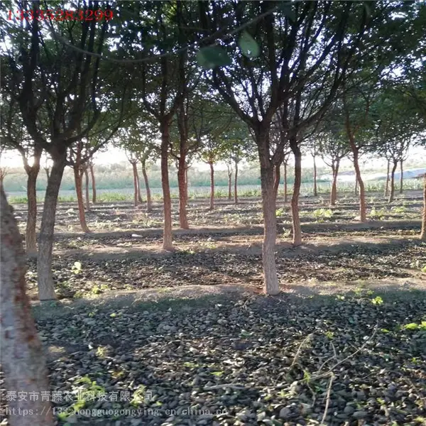 ���գ�����������Ʒ������