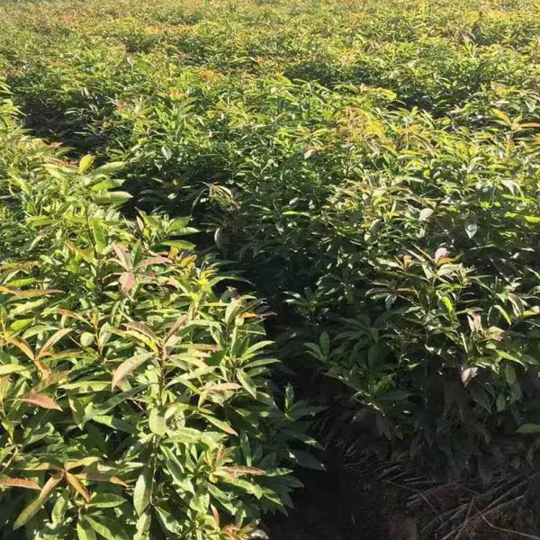 木荷杯苗价格表2020年、木荷杯苗哪里实惠、木荷杯苗怎么收费、价格多少