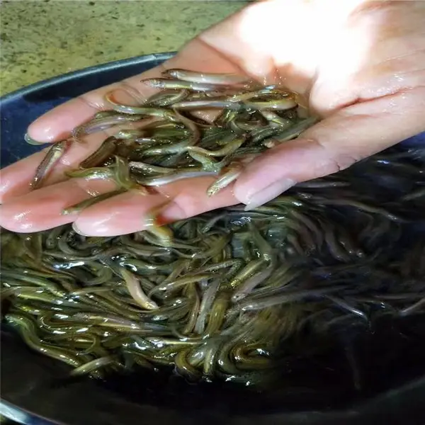 特种泥鳅苗 个体大大副鳞泥鳅鱼苗 淡水花泥鳅前段略呈圆筒形