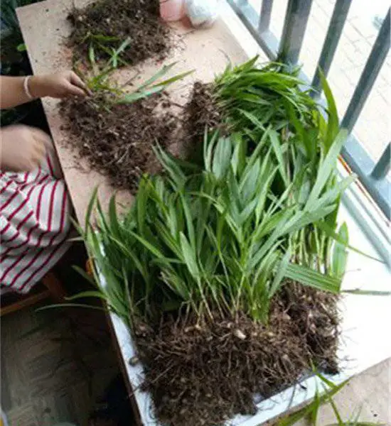 咸宁白芨种子种苗哪里有孝感鄂州重楼天麻栽培种植技术