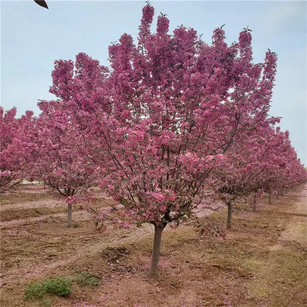 绚丽海棠 北美海棠 市政绿化树种 园林庭院美化风景树