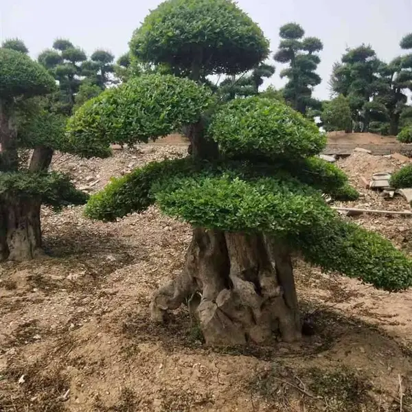 对结白蜡小苗-湖北白蜡小苗-京山造型白蜡树苗