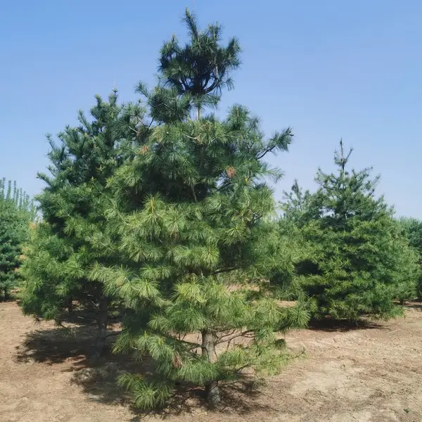 庭院常绿乔木华山松1-5米 道路工程绿化防护造型松树