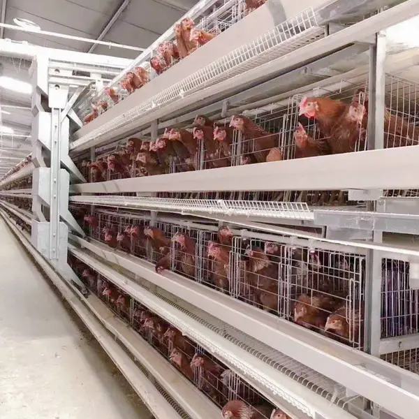 热镀锌蛋鸡笼 四层蛋鸡笼 大层叠鸡笼 全自动清粪机 喂料机