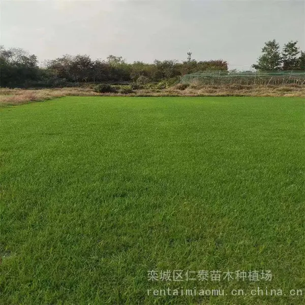 出售精品草坪冷季型草皮-耐干旱 易成活 抗病虫害 一手货源