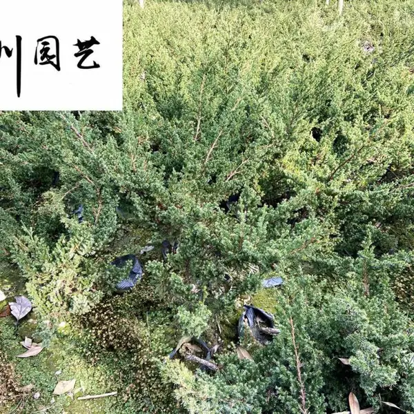 出售成都铺地柏小苗 四季常绿沙地柏 园林景区道路绿化地被苗 量大优惠