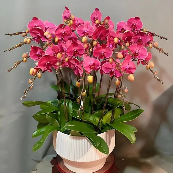 西安绿植租赁公司,西安盆景租赁,西安室内绿植租赁