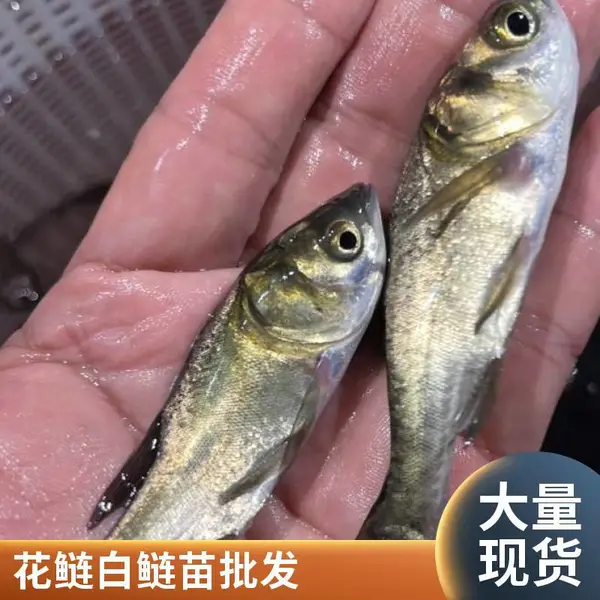 山东潍坊本地花鲢白鲢鱼苗养殖场 现抓现发 鳙鱼苗鲢鱼苗 耐运输