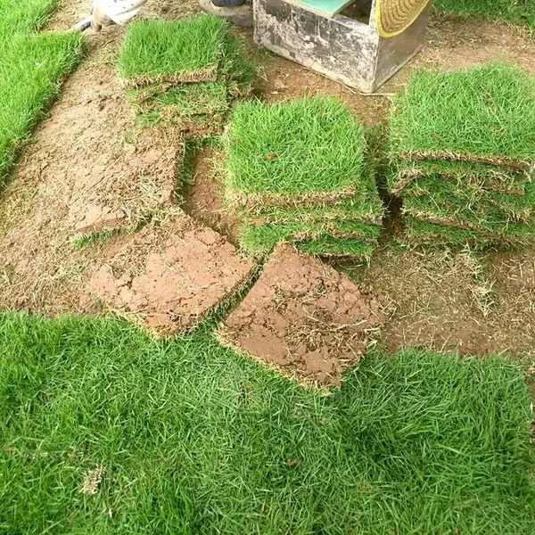 广东梅州 马尼拉草坪 结缕草***格 哪家强