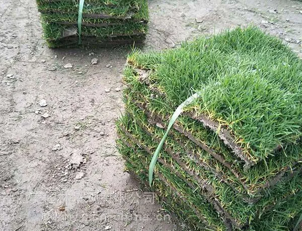 汇美台湾二号绿化草皮 成都哪里有草坪卖 基地自产结缕草批发