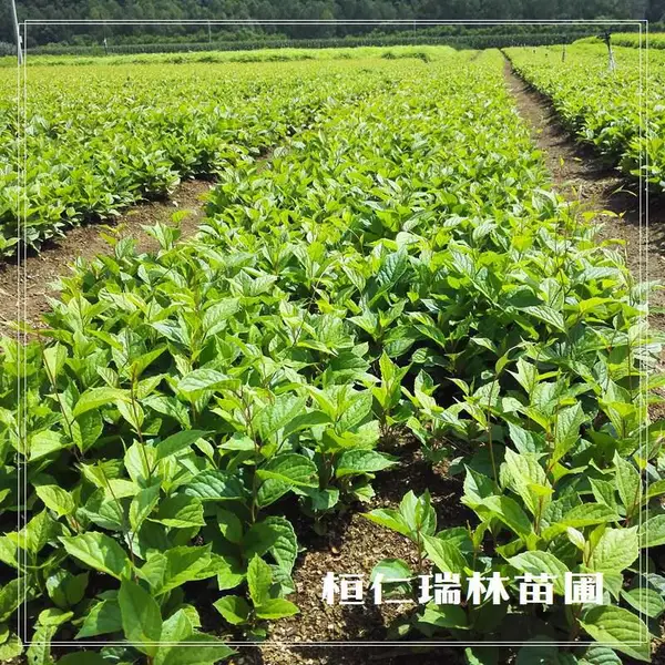 五味子苗批发!一年生优质种苗,根系壮、抗病强、易管理