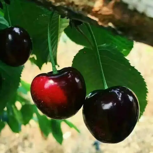 5����ӣ���� 3���ִ���ӣ���� ��ũ��ľ ��ϵ��