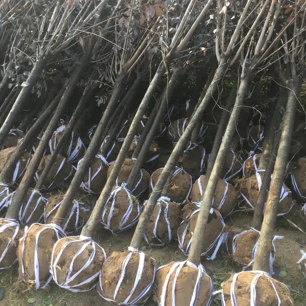 花汇博红叶李/紫叶李 5-8cm规格齐全叶片紫红色适应能力强栽植广泛