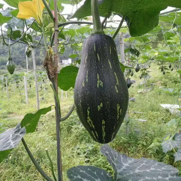��ɫ�߲���ֲ֮�����Ϲ���ֲ һ�����Ϲ��߲������Ϲ� ��Ŵ�Ϲ�����