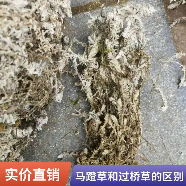 正宗药材马登草奇弘堂 无硫原材料过桥草干品出售 品质保证