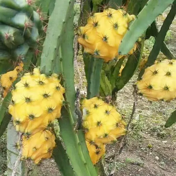 燕窝火龙果苗 麒麟火龙果树苗 苗圃直供黄皮白肉火龙果苗