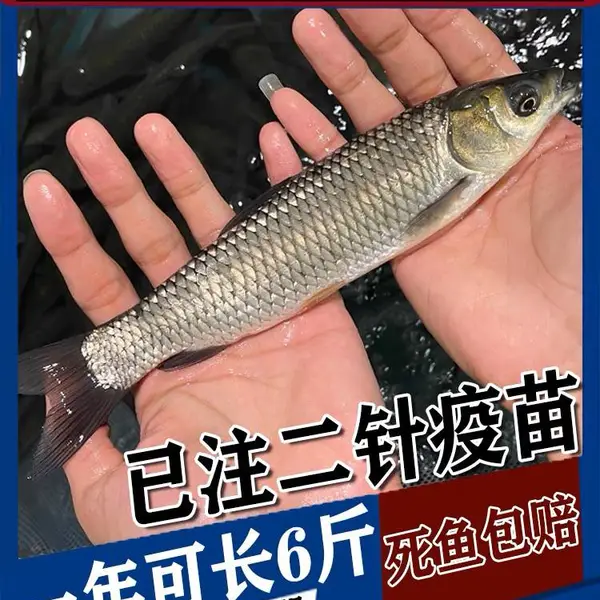 淡水养殖草鱼活体草皖鱼苗半斤食蚊鱼大苗饲料四大家鱼草鱼苗