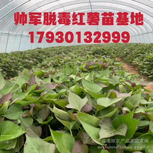 大量工供应高淀粉优质脱毒红薯苗