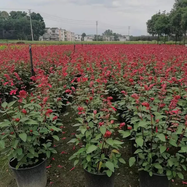 一串红杯花 新品一串红基地批发 30-50高一串红工程苗