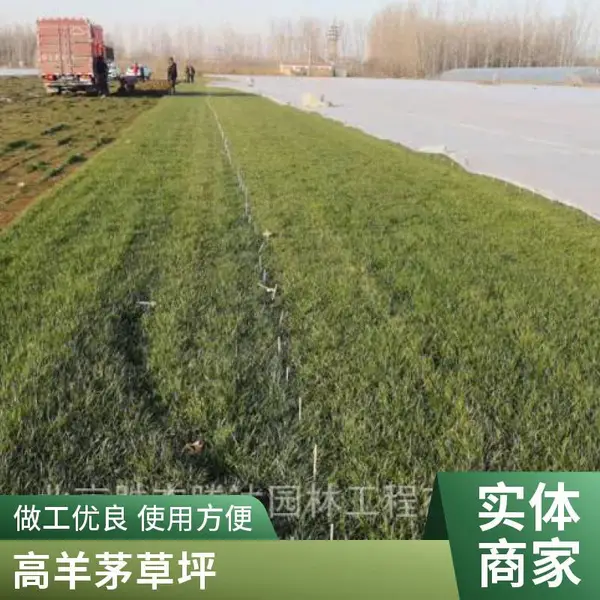 家庭花园设计基地家庭庭院绿化户外草坪铺装草坪铺装朝阳