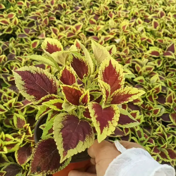 彩叶草 小苗种植基地 色彩多样 易栽培 盆栽地栽观赏性花卉批发