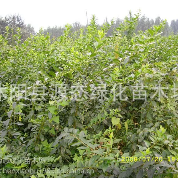 批发 丛生 连翘 连翘树 连翘苗 黄老虎 绿化工程 基地直销 苗木
