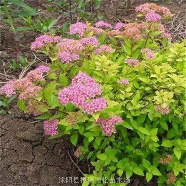 ȫ���ϴ�ķۻ����߾���ֲ���ؾ�Ȼ������ ����Ҫ�Ĺ����