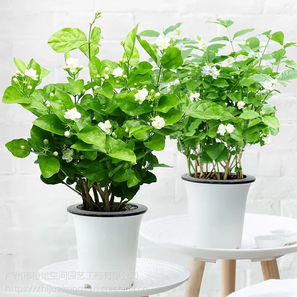 供应广州办公室绿植租赁绿色植物盆栽花绿植基地批发写字楼租茉莉花小盆栽