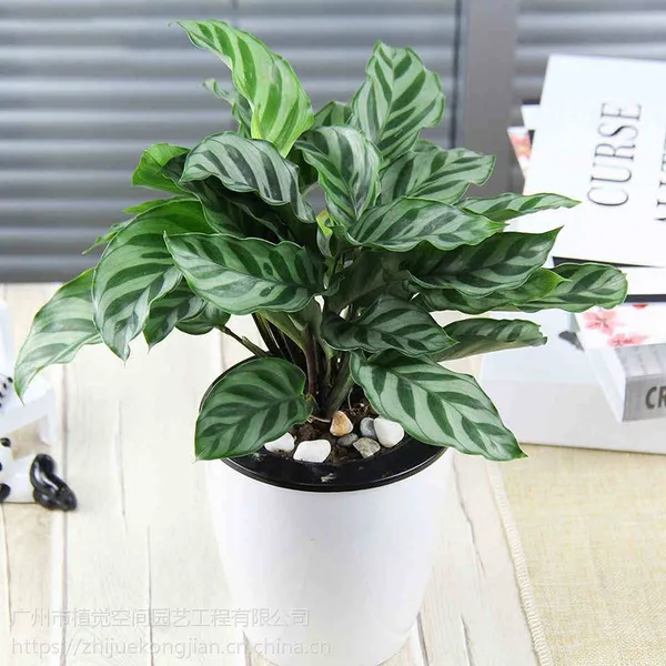 供应广州办公室绿植租赁绿色植物盆栽花绿植基地批发写字楼租竹芋小盆栽