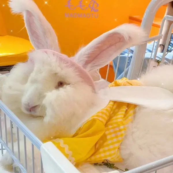 ������վ����һ��***�����***��Ŀ��