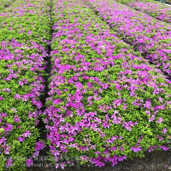 供应30公分毛杜鹃小苗价格