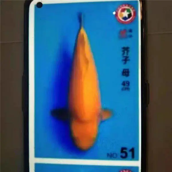 浙江湖州 白写锦鲤 自行繁育 形成种群生产力 芥子黄金锦鲤采购
