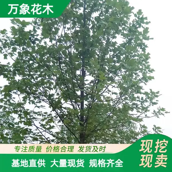 ���Թ�Ӧ .��Ҷ����ľС�� ԰��ͥԺ�쾰ֲ�� ��·ɫ���̻���