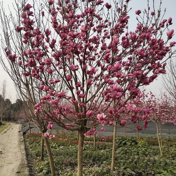 批发红花玉兰工程苗 市政公园景观树种 花期早耐寒性强 带土球易成活