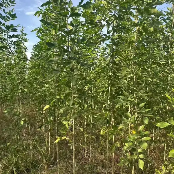 山东潍坊诸城速生白蜡树苗基地批发,一年生白蜡小苗产地报价，规格齐全好养易活,白蜡苗木供应商厂家上车价格