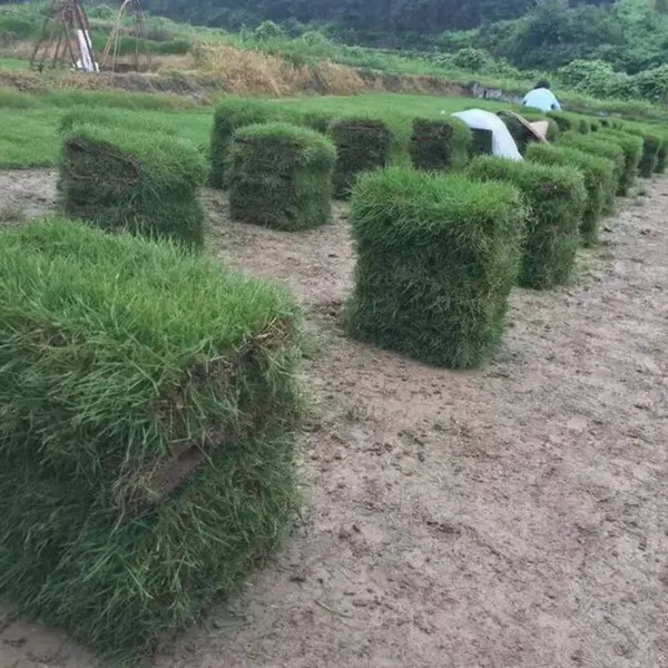 贵州铜仁 马尼拉草坪 足球场草坪草出售价格 哪家好