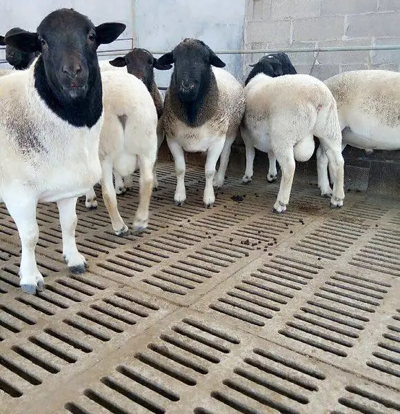 梁山县商品肉牛大量出栏育肥牛西门塔尔牛改良肉牛犊肉牛信息养牛网