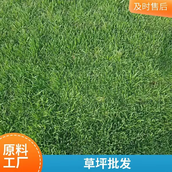别墅私家花园设计庭院草坪铺装批发铺装园林景观设计早熟禾草坪北京