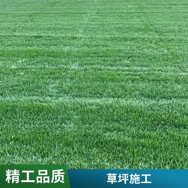 屋顶阳台绿化基地家庭花园绿化设计早熟禾草坪混播草坪大兴