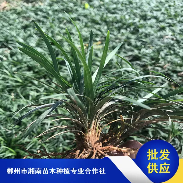 耐寒玉龙草_长沙常绿玉龙草_别墅玉龙草批发