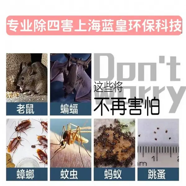 上海灭虫公司灭鼠消杀公司如何消灭白蚁