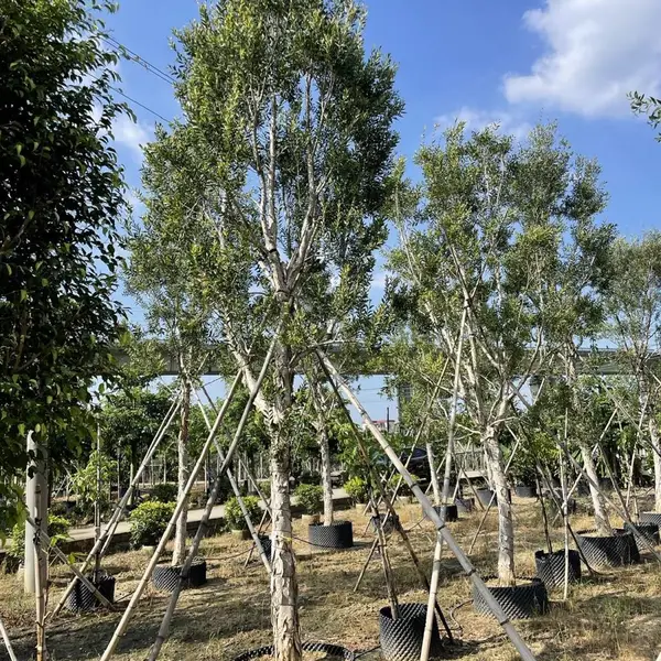 广州白千层8-15精品苗木脱皮树工程绿化苗