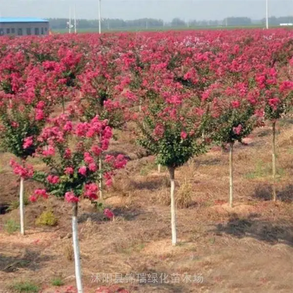 红花紫薇 高杆红火箭紫薇 公园景区造景 市政道路绿化 夏季观花