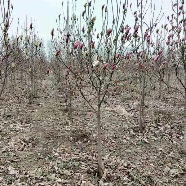 4�����������۸���س���