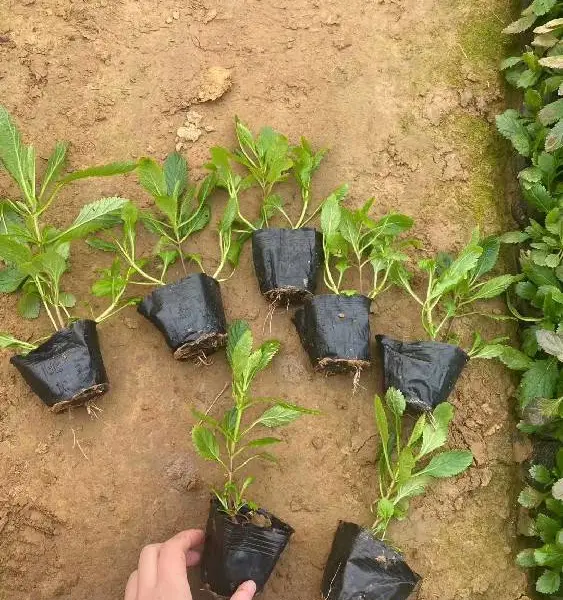 山西运城芮城县马鞭草花海小苗,马鞭草小苗