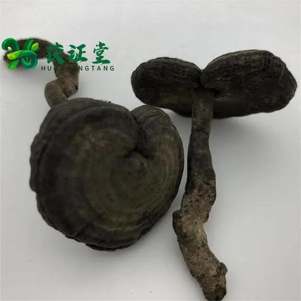 获证堂无硫血灵芝个子深山生长药食同源 泡酒泡茶