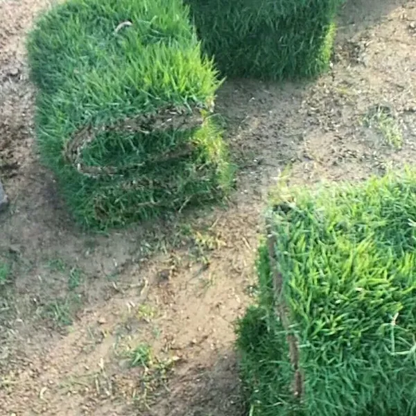 马尼拉草皮 广东东莞园林绿化用的草地出售价格 ***