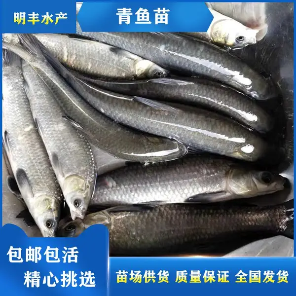 【港明渔业畅销淡水鱼苗】田螺青鱼苗 黑鲩鱼苗 活体养殖