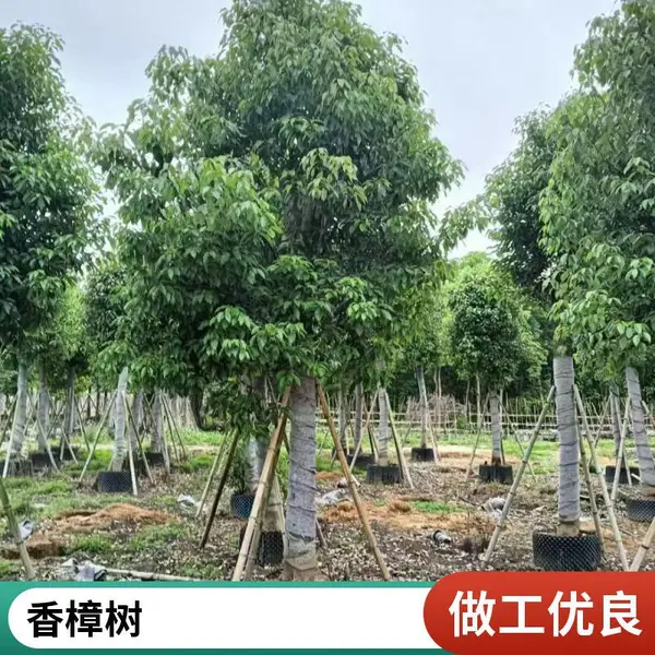 ������ ͥԺ�羰�� �����̻���ľ �е����ļ�����